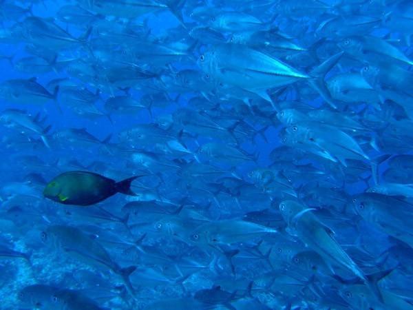 两面针下跌5.0%,报4.94元/股
